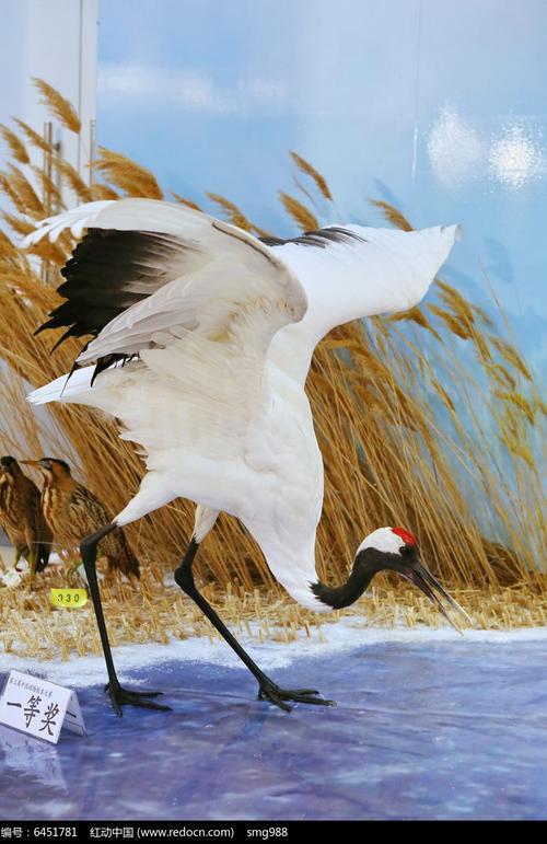 珍稀鸟类丹顶鹤的标本高清图片下载_红动网