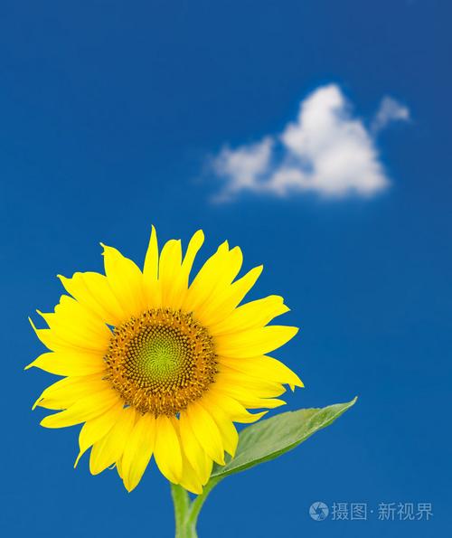 蓝蓝的天空对单个向日葵开花照片-正版商用图片1cq0dd